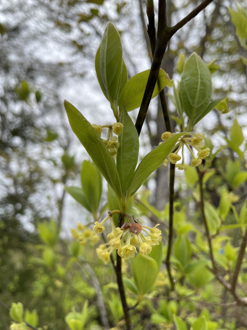 Lindera umbellata var. membranacea photo 4