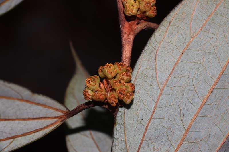 Lindera villipes