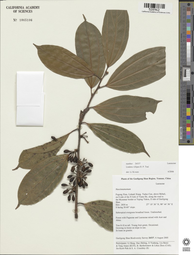 Lindera villipes photo 2