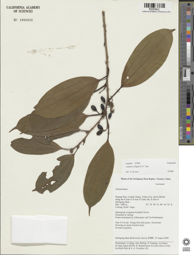 Lindera villipes photo 3