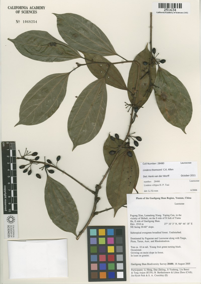 Lindera villipes photo 4