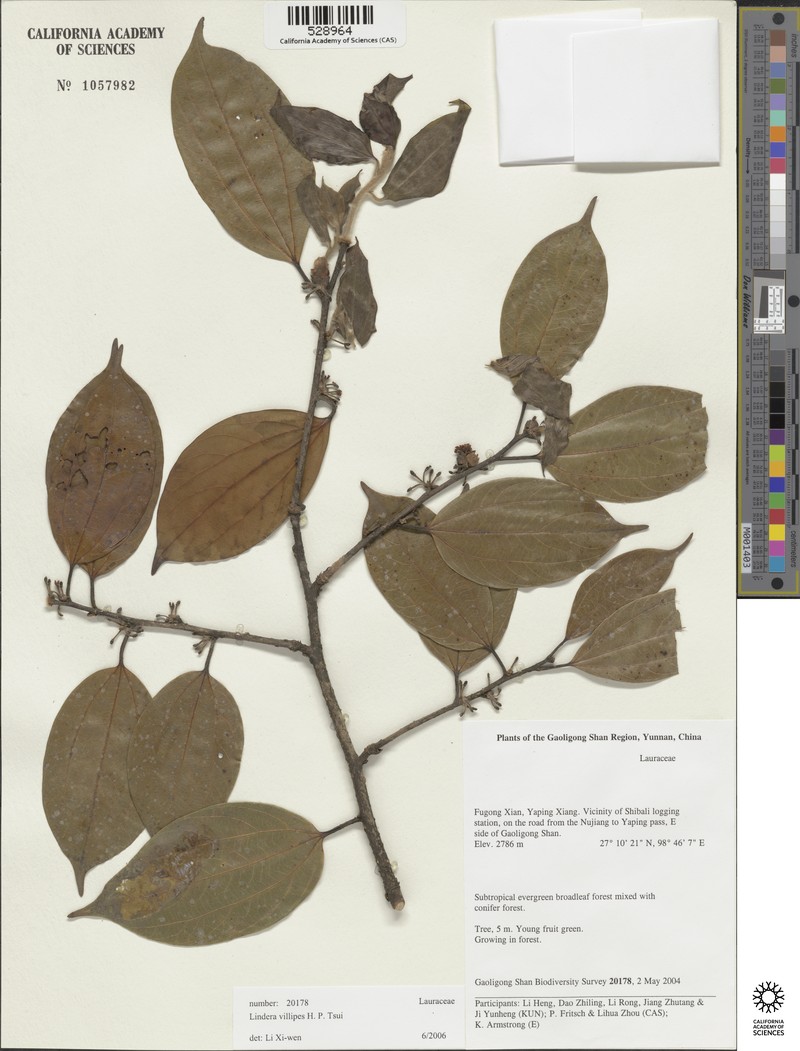 Lindera villipes photo 5