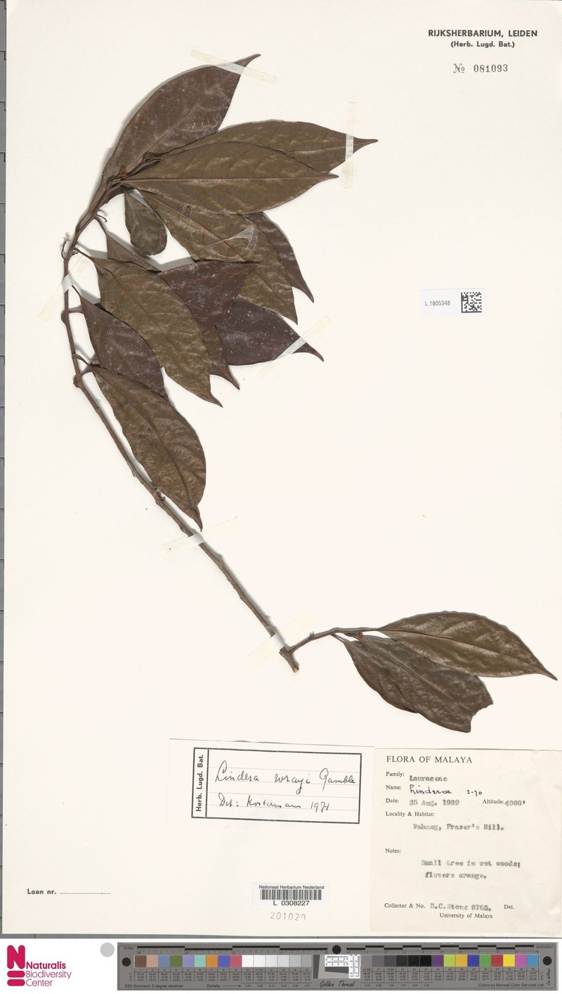 Lindera wrayi