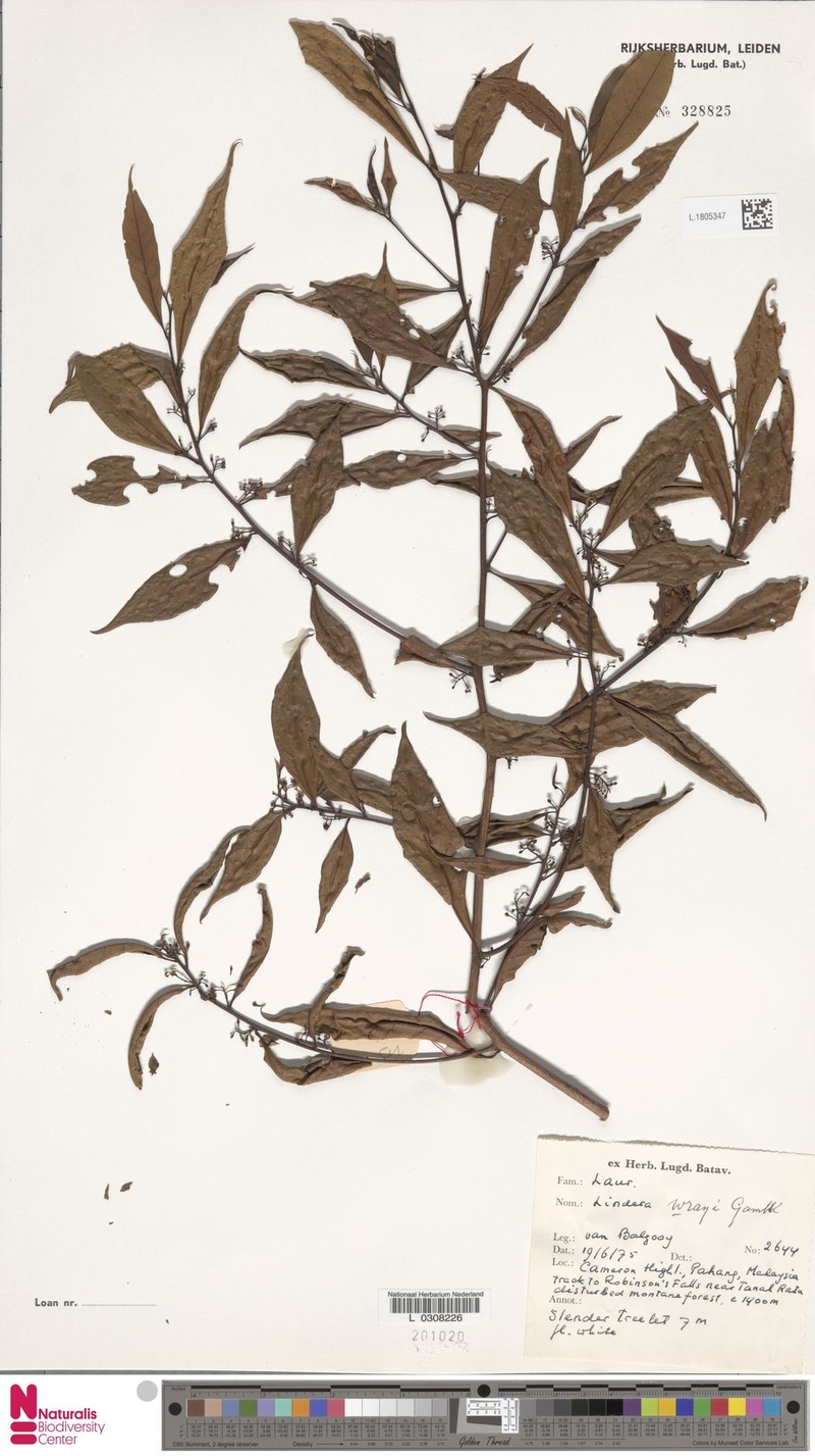Lindera wrayi photo 2