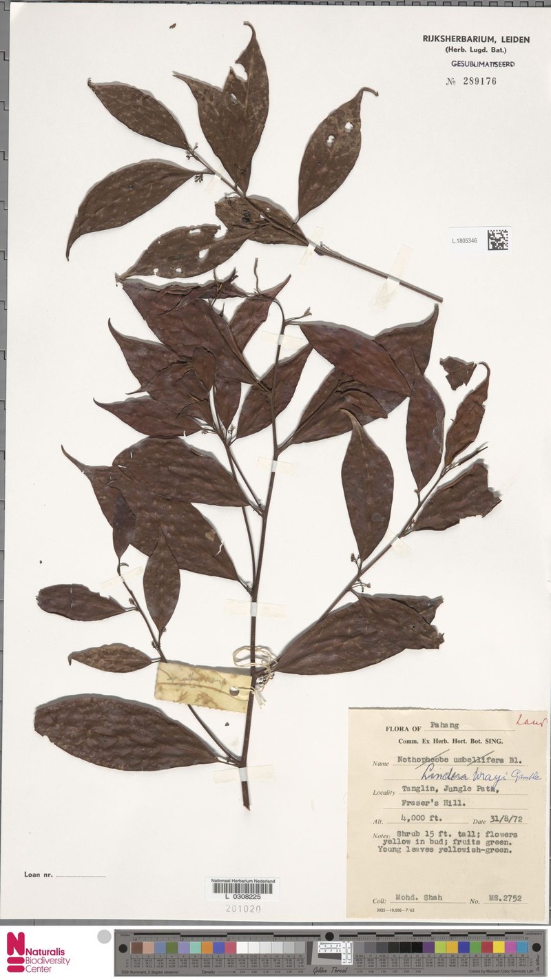 Lindera wrayi photo 3