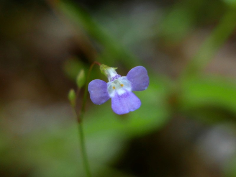 Lindernia barkeri