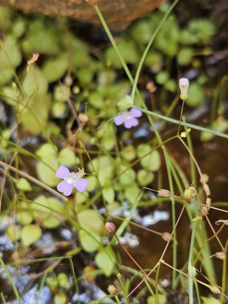 Lindernia barkeri photo 2
