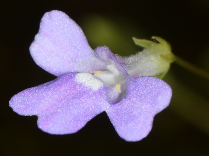 Lindernia barkeri photo 3