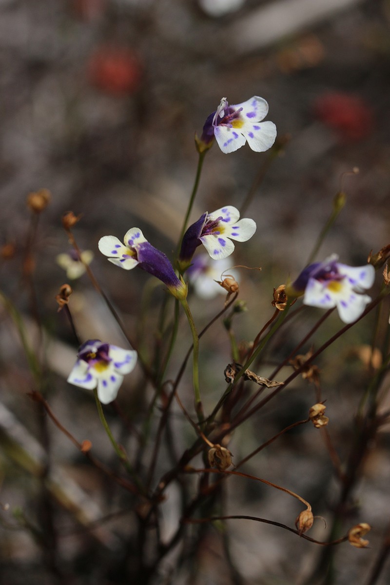 Lindernia beasleyi photo 2