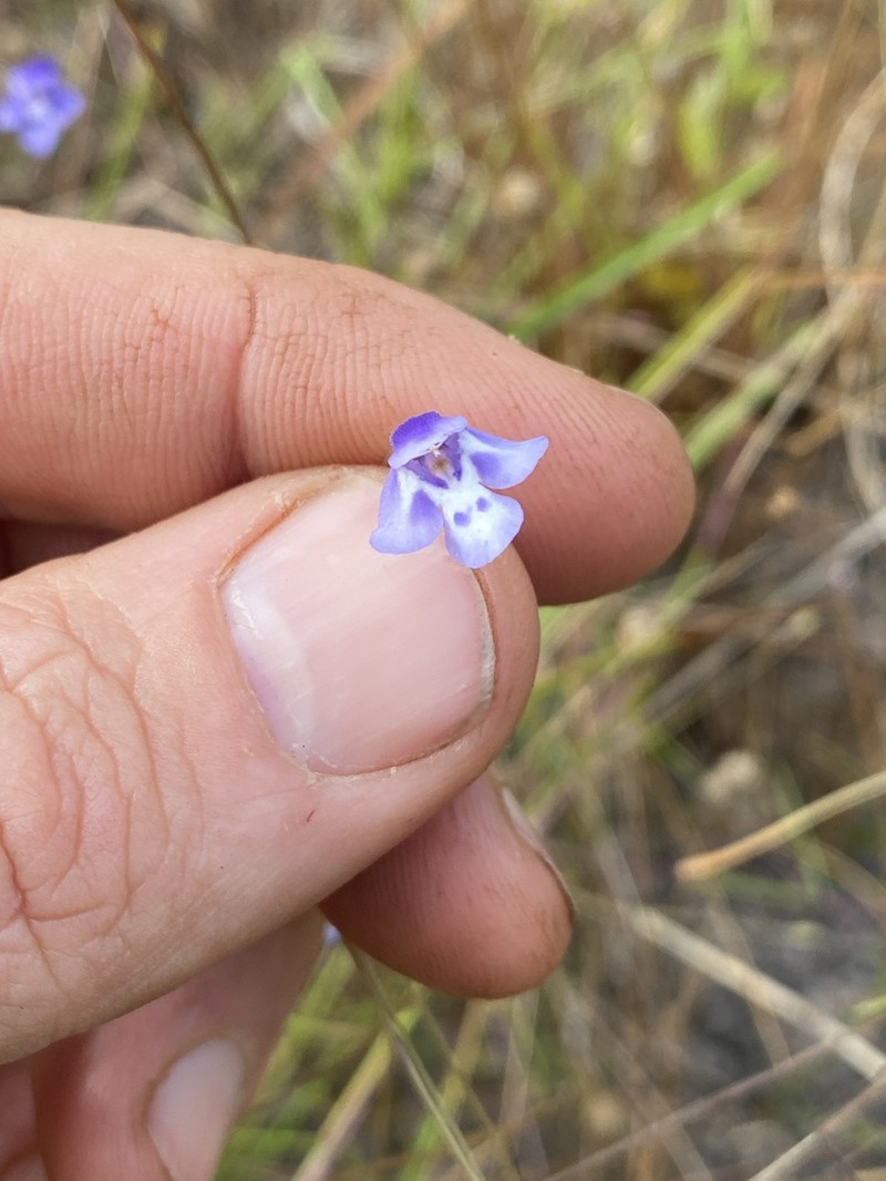 Lindernia beasleyi photo 3