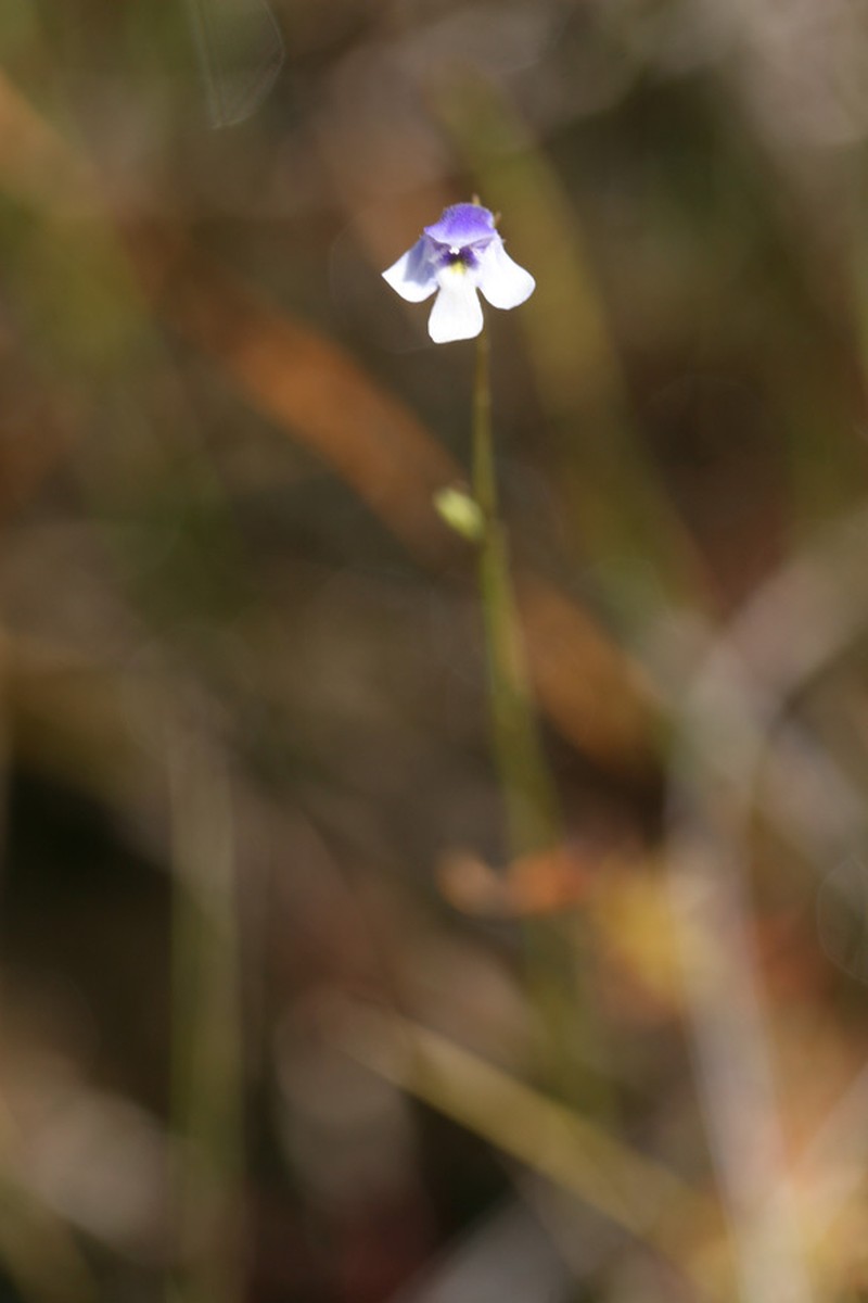 Lindernia beasleyi photo 4