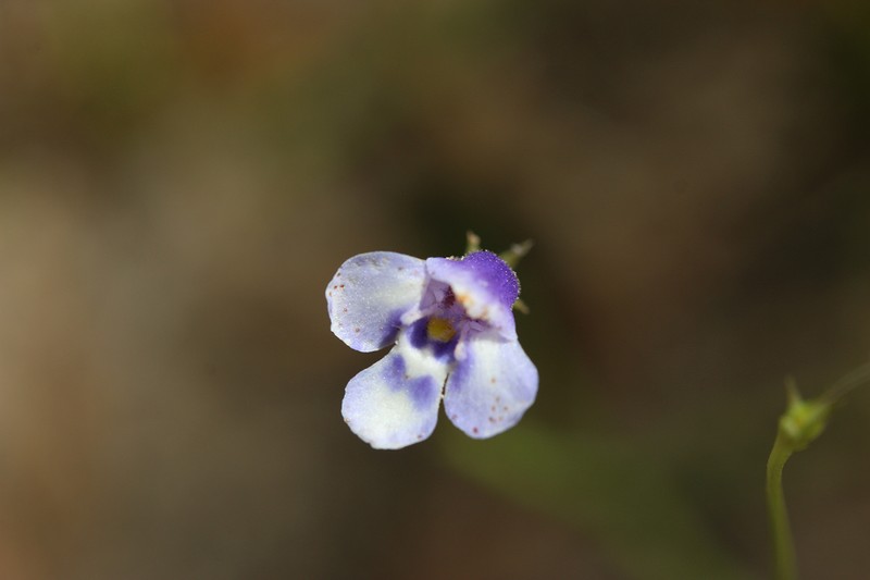 Lindernia beasleyi photo 6