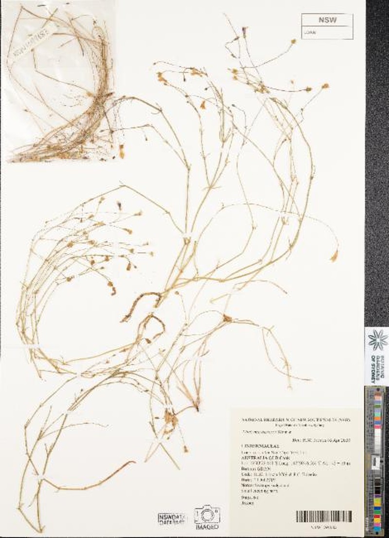 Lindernia beasleyi photo 8