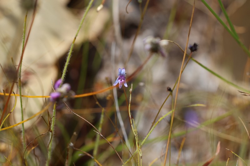 Lindernia brennanii