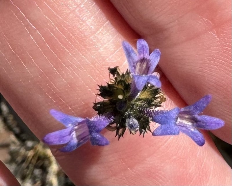 Lindernia brennanii photo 2