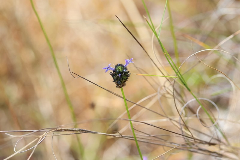 Lindernia brennanii photo 3