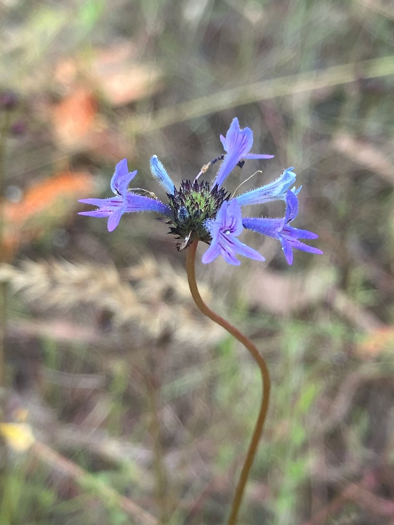 Lindernia brennanii photo 4