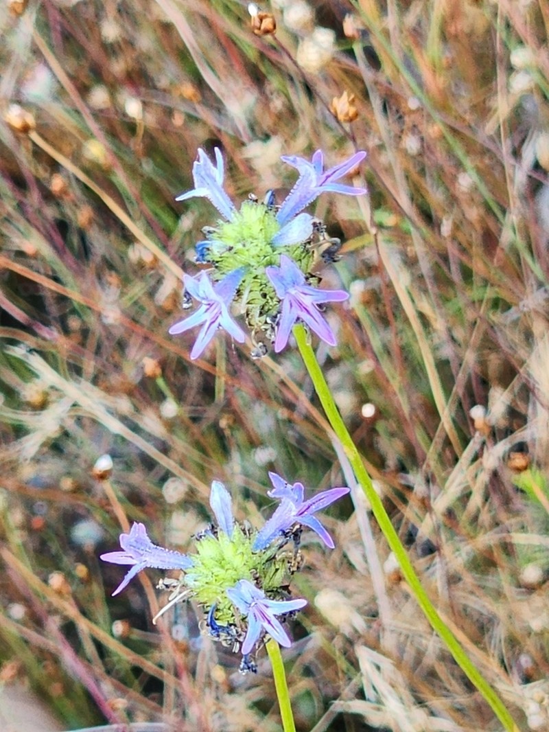 Lindernia brennanii photo 8