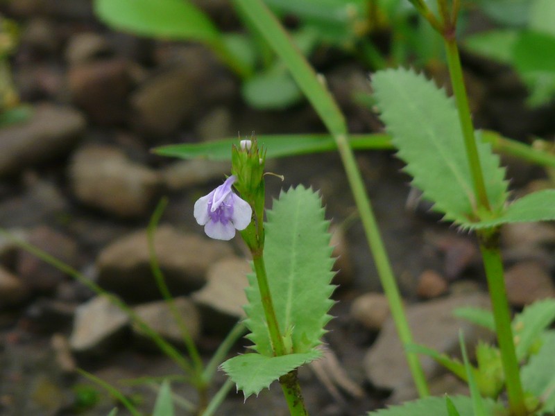 Fringed False Pimpernel photo 2