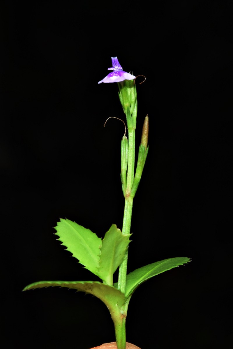 Fringed False Pimpernel photo 3