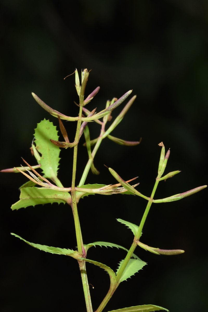 Fringed False Pimpernel photo 4