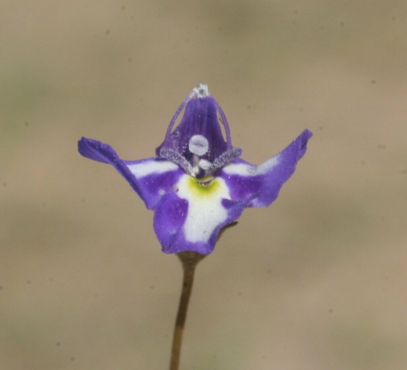 Lindernia cyanoplectra