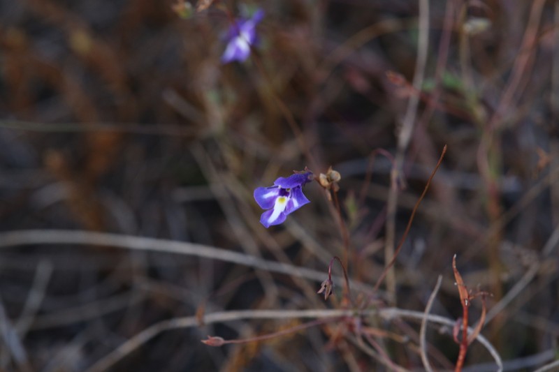 Lindernia cyanoplectra photo 4