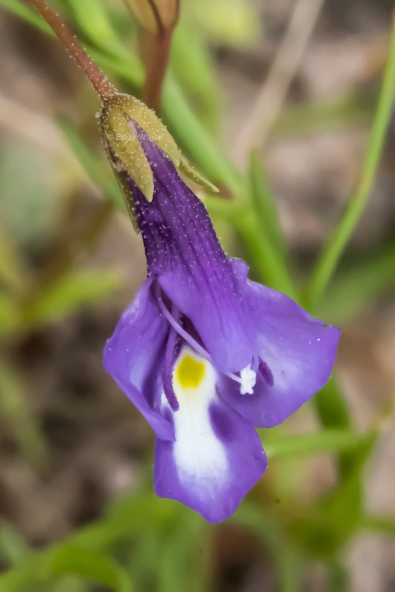 Lindernia cyanoplectra photo 5