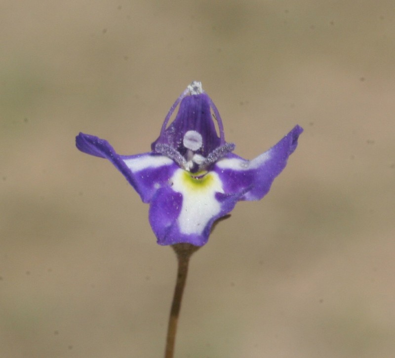 Lindernia cyanoplectra photo 6