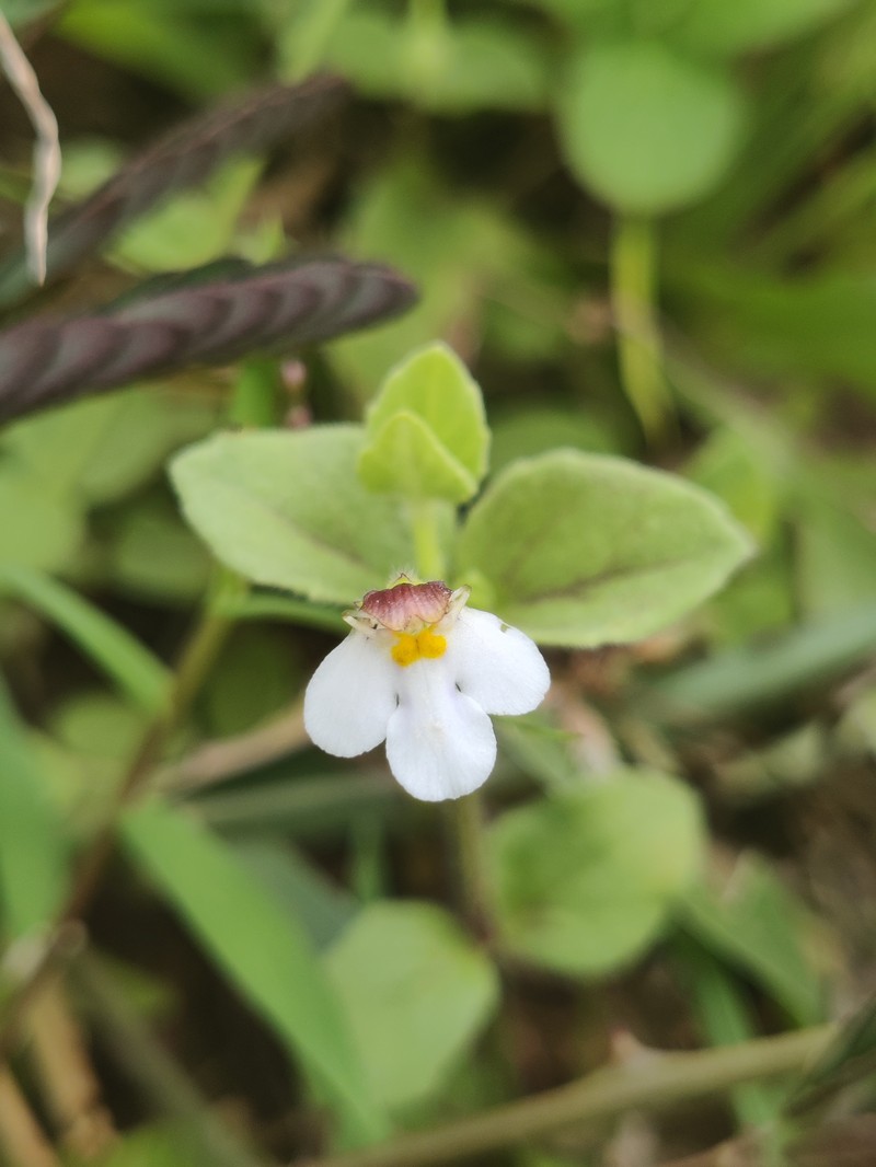 Spreading False Pimpernel