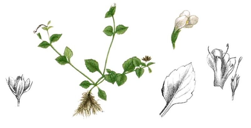 Spreading False Pimpernel photo 2