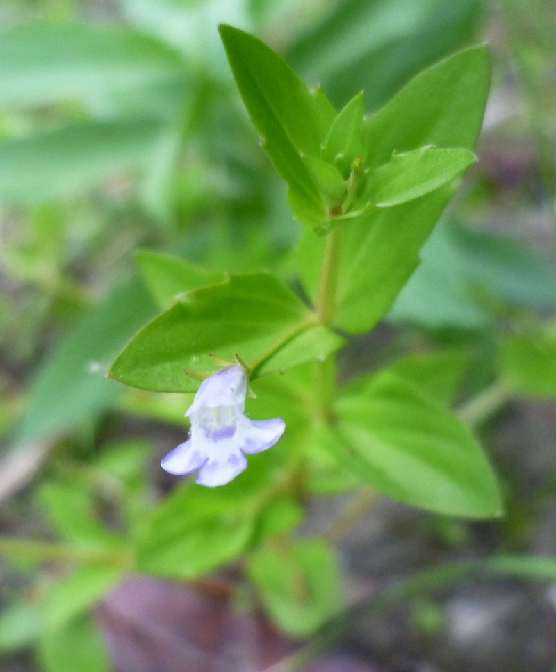 Yellowseed False Pimpernel