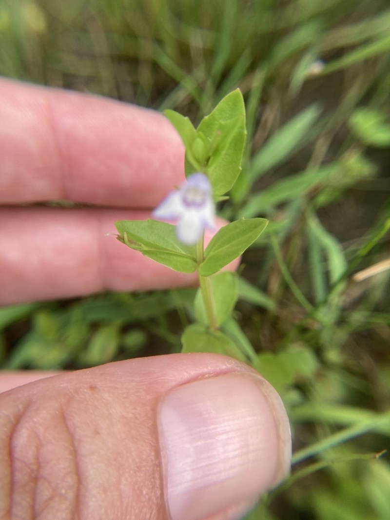 Yellowseed False Pimpernel photo 2