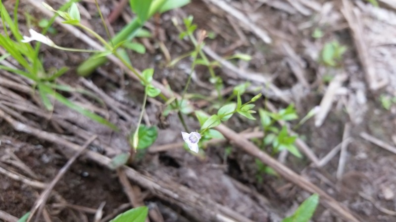 Yellowseed False Pimpernel photo 3