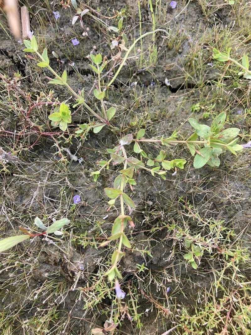 Yellowseed False Pimpernel photo 4