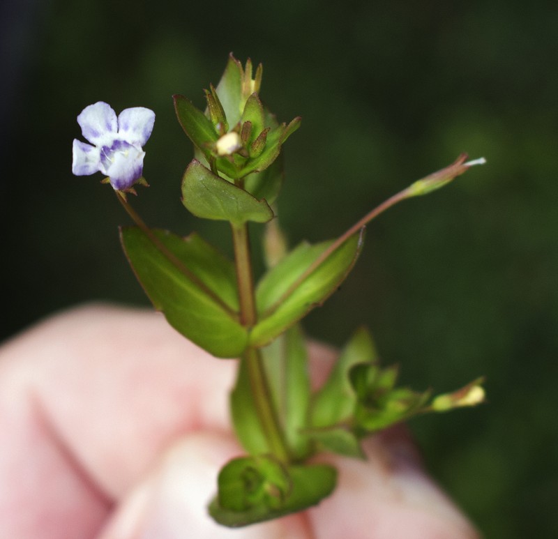 Yellowseed False Pimpernel photo 5