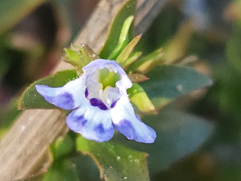 Yellowseed False Pimpernel photo 6