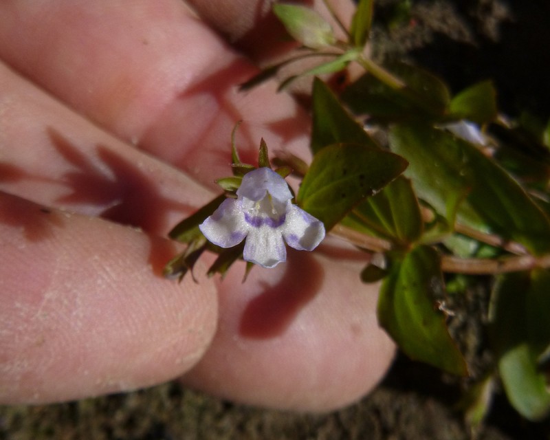 Yellowseed False Pimpernel photo 7
