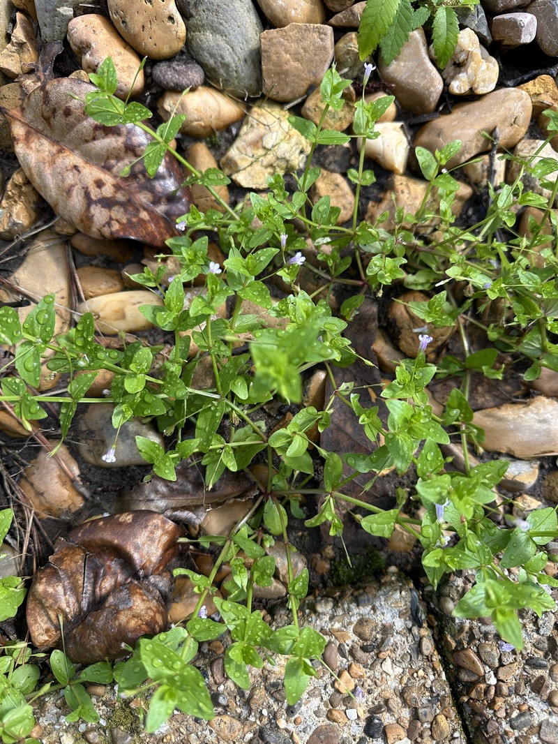 Lindernia dubia var. dubia