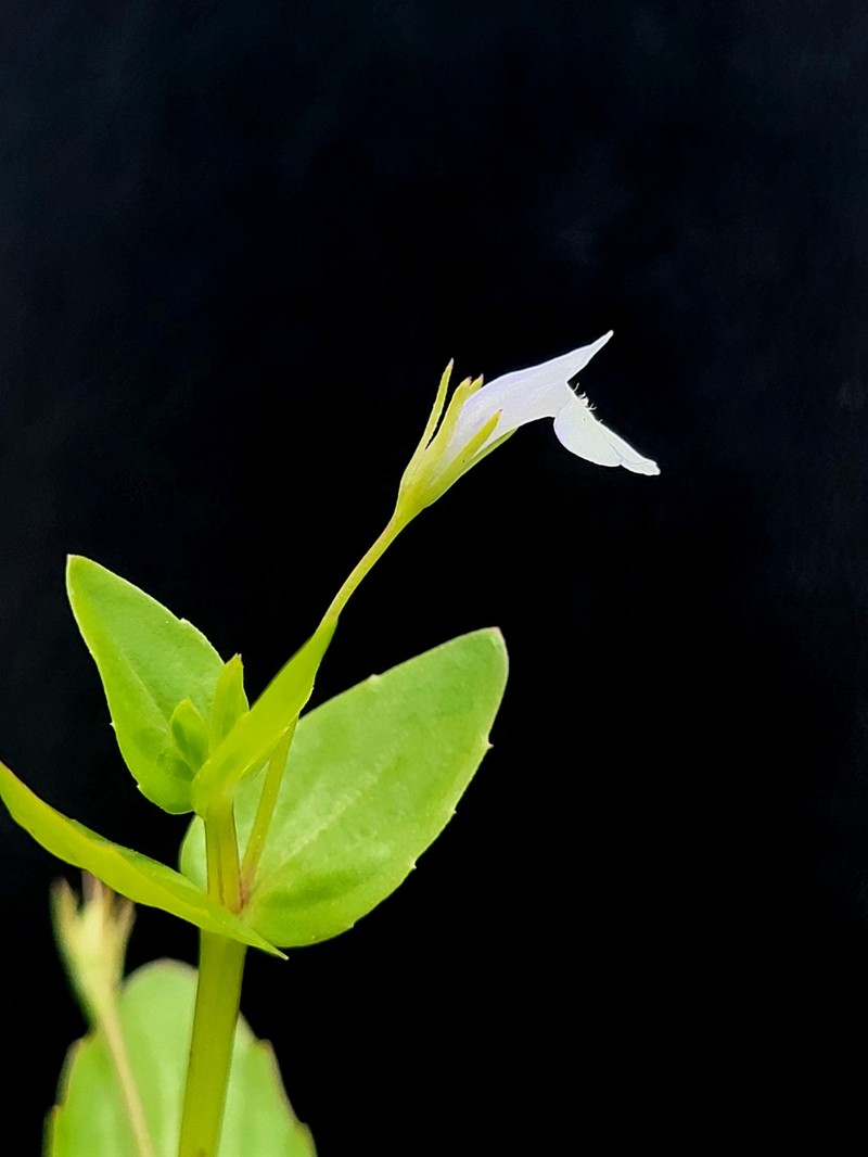 Lindernia dubia var. dubia photo 2