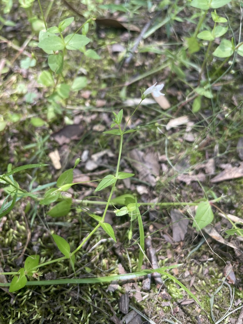 Lindernia dubia var. dubia photo 3