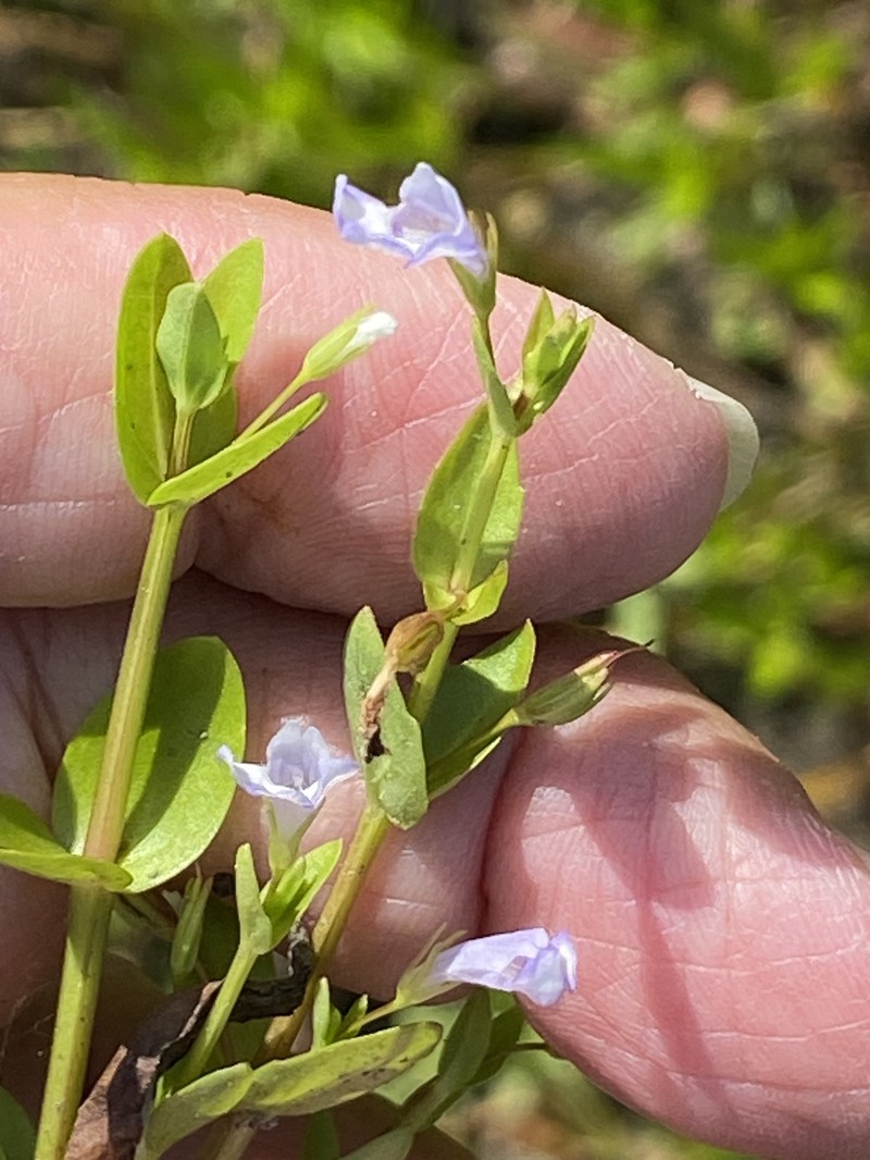 Lindernia dubia var. dubia photo 4