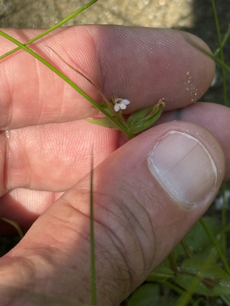 Lindernia dubia var. dubia photo 5