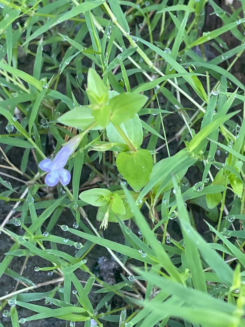 Lindernia dubia var. dubia photo 6