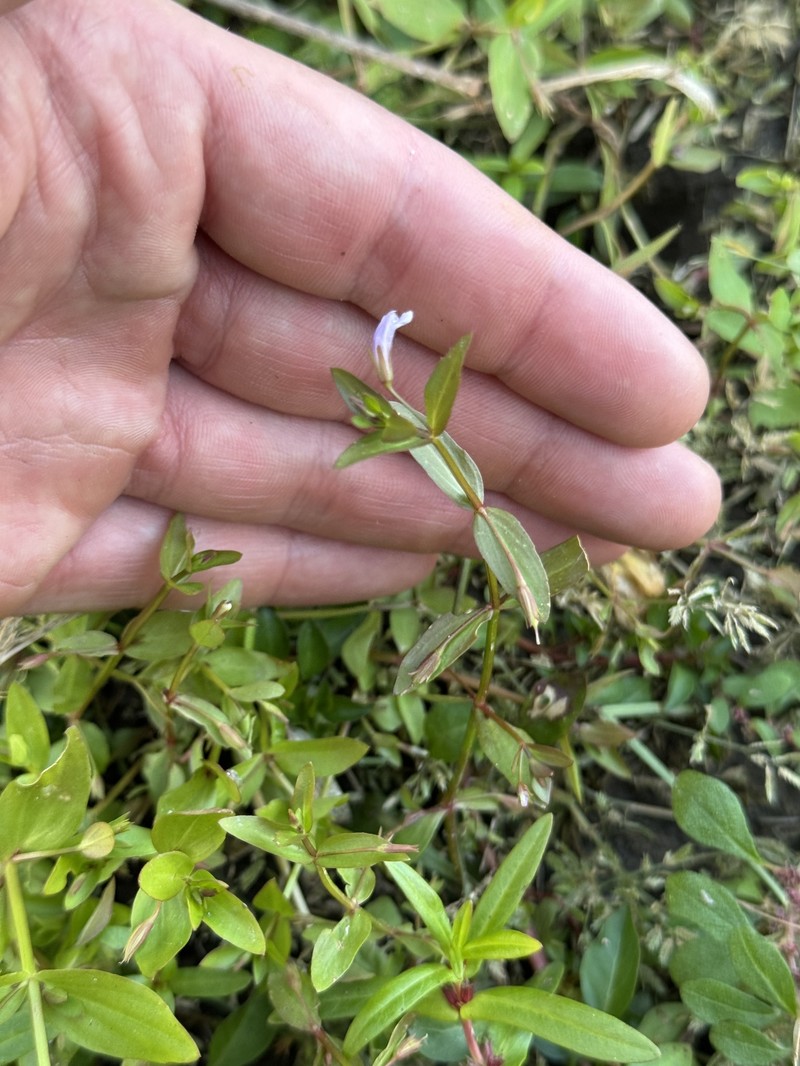 Lindernia dubia var. dubia photo 8