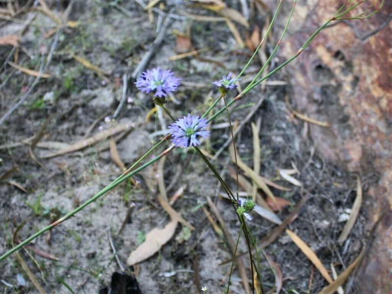 Lindernia dunlopii