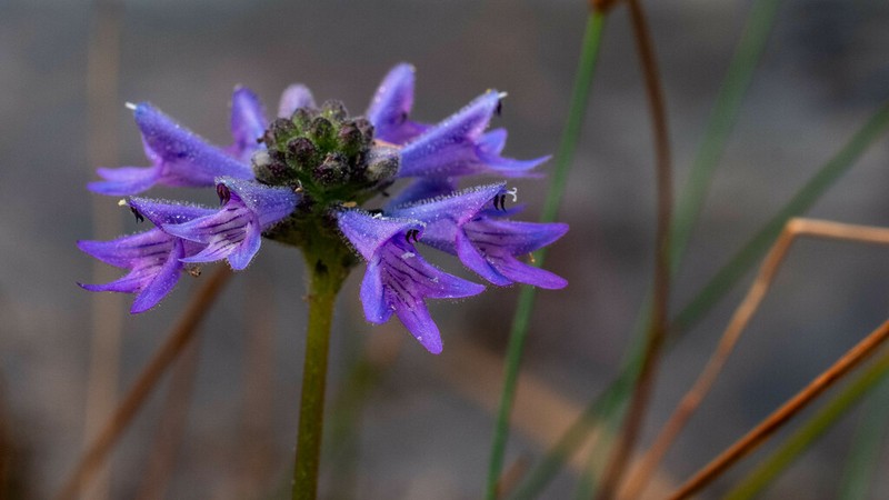 Lindernia dunlopii photo 2