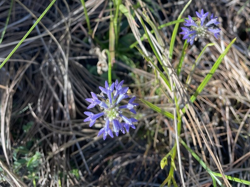 Lindernia dunlopii photo 3