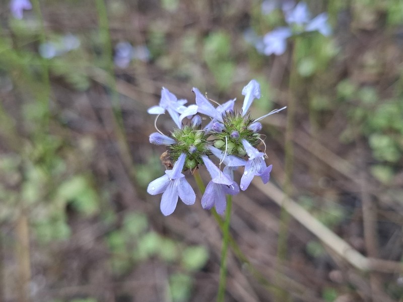 Lindernia dunlopii photo 4