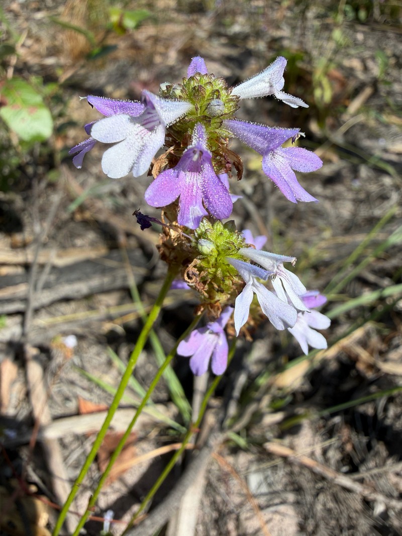 Lindernia dunlopii photo 5